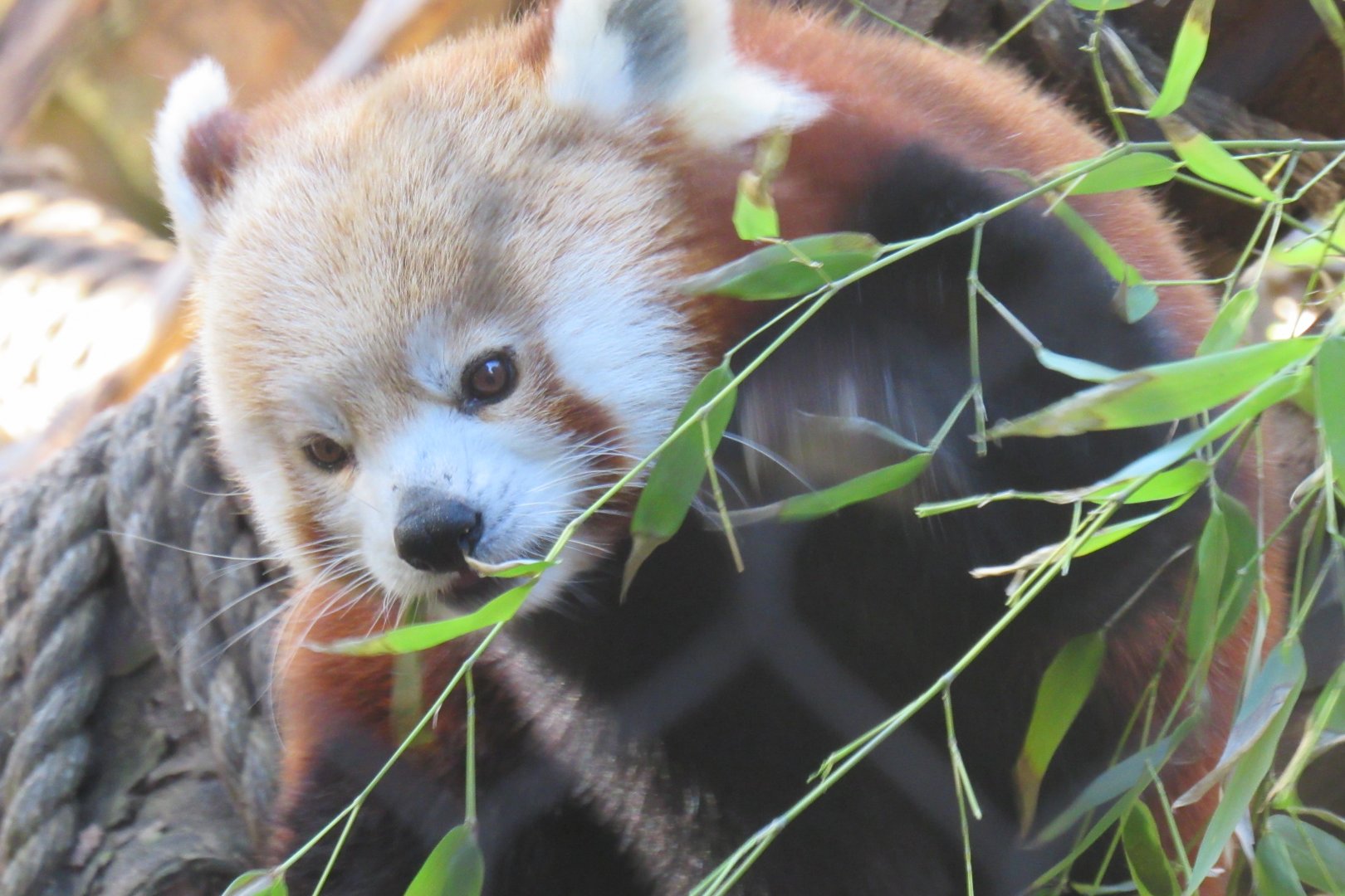 red panda