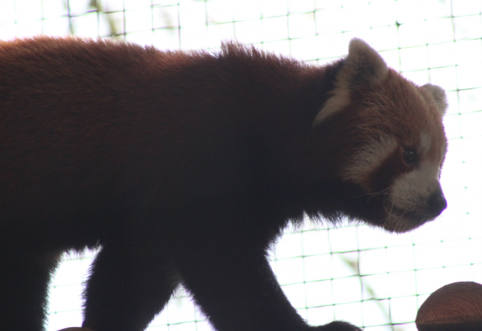 Red panda