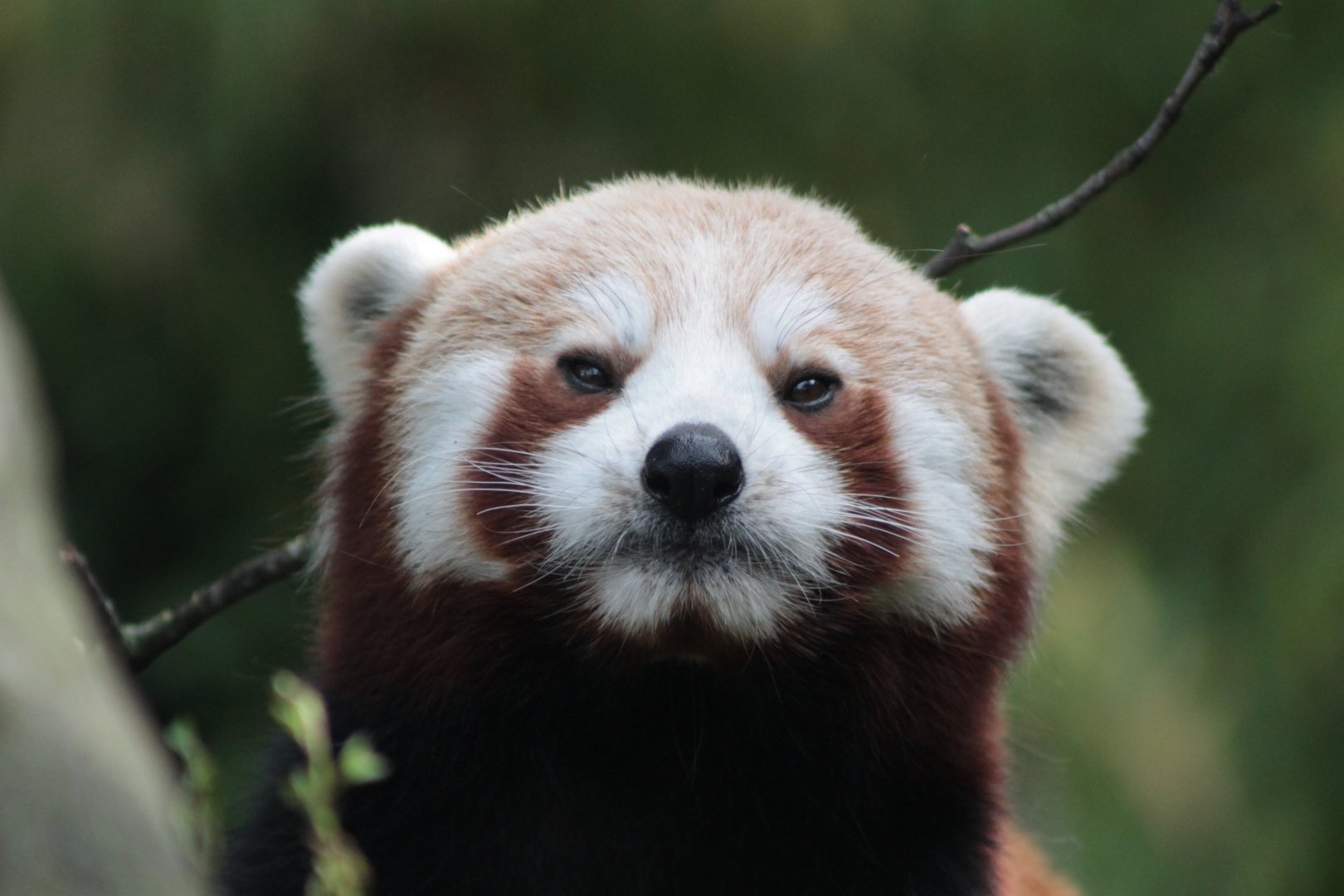 Red Panda