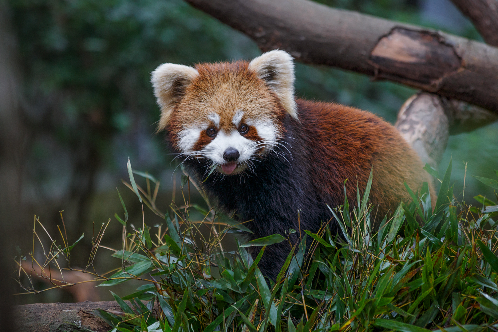 Red panda