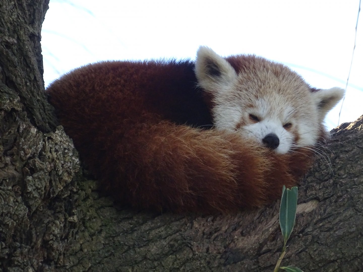 Red Panda