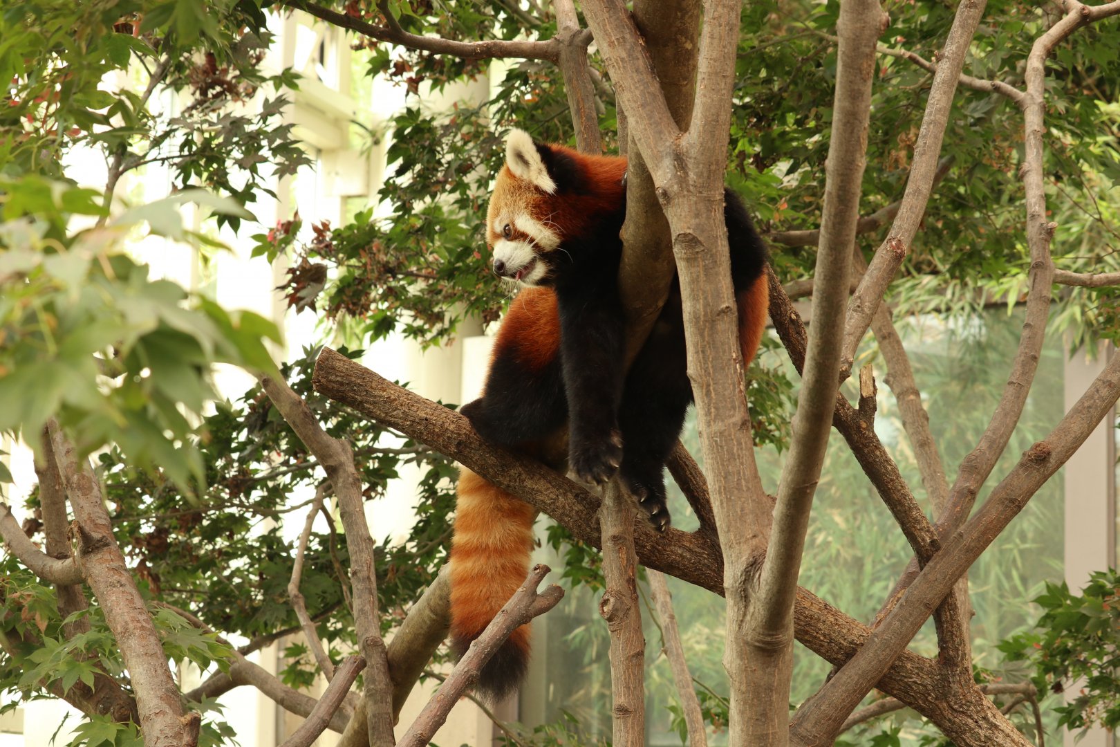 Red Panda