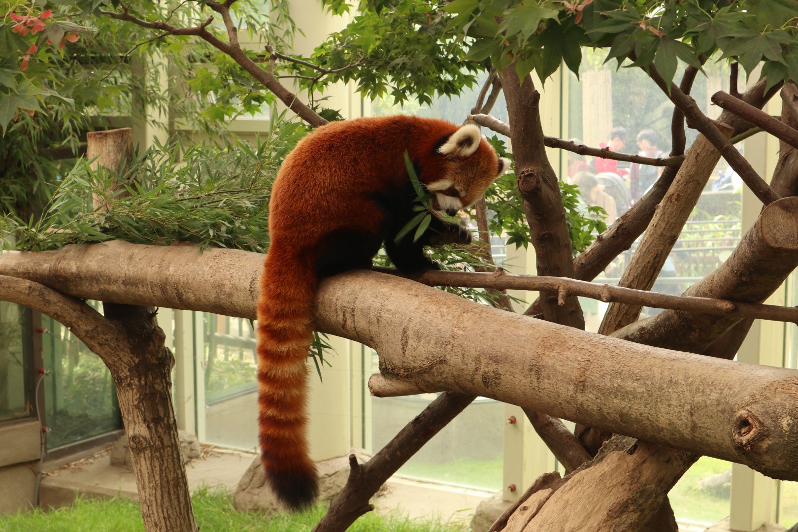 Red Panda