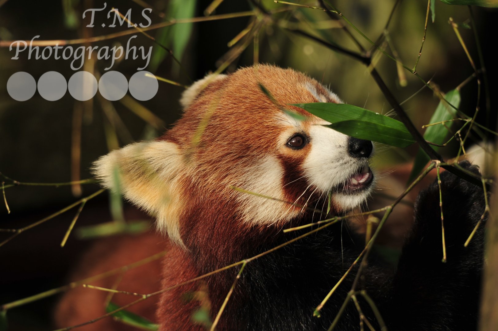 Red Panda