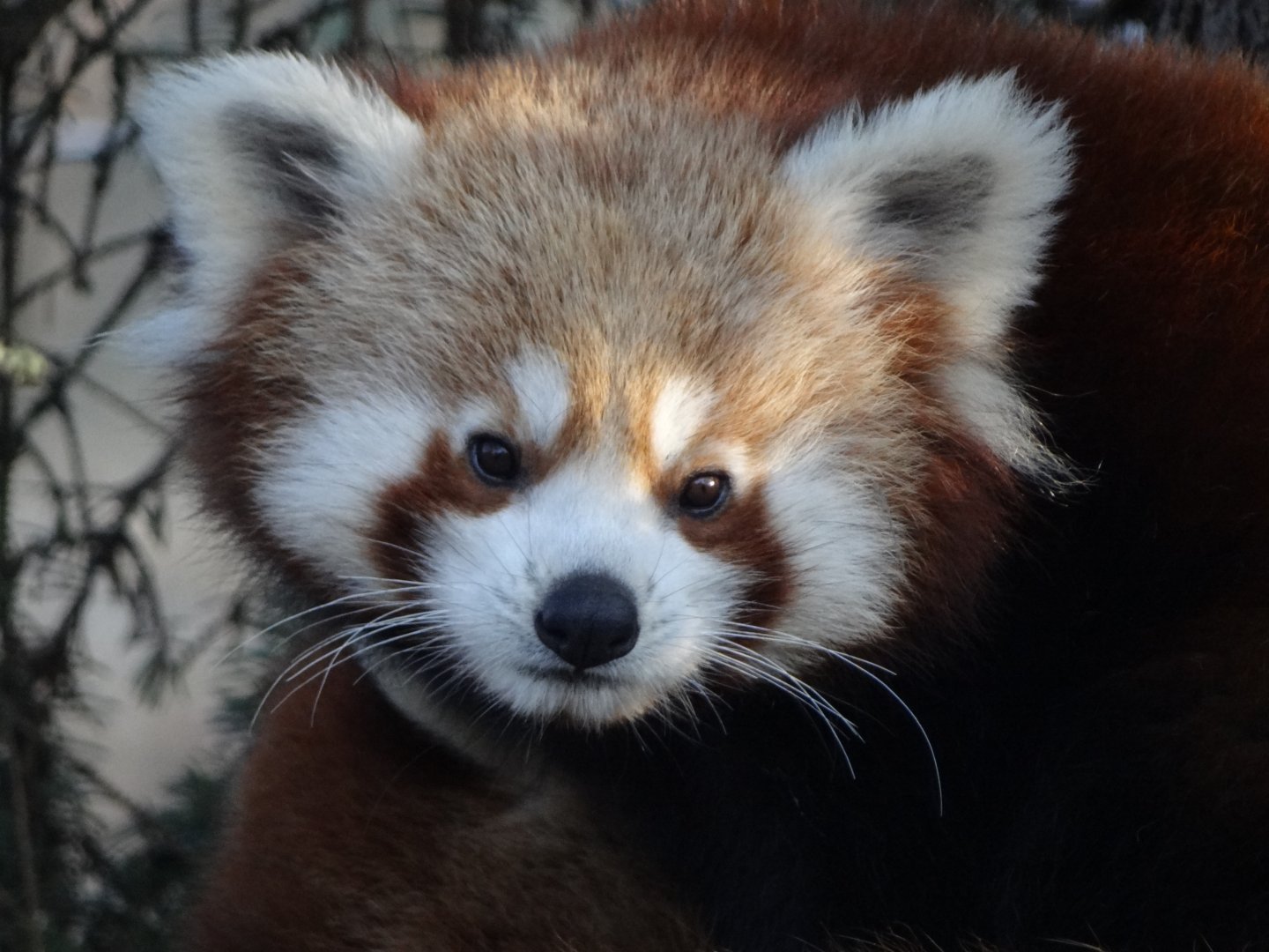 Red Panda