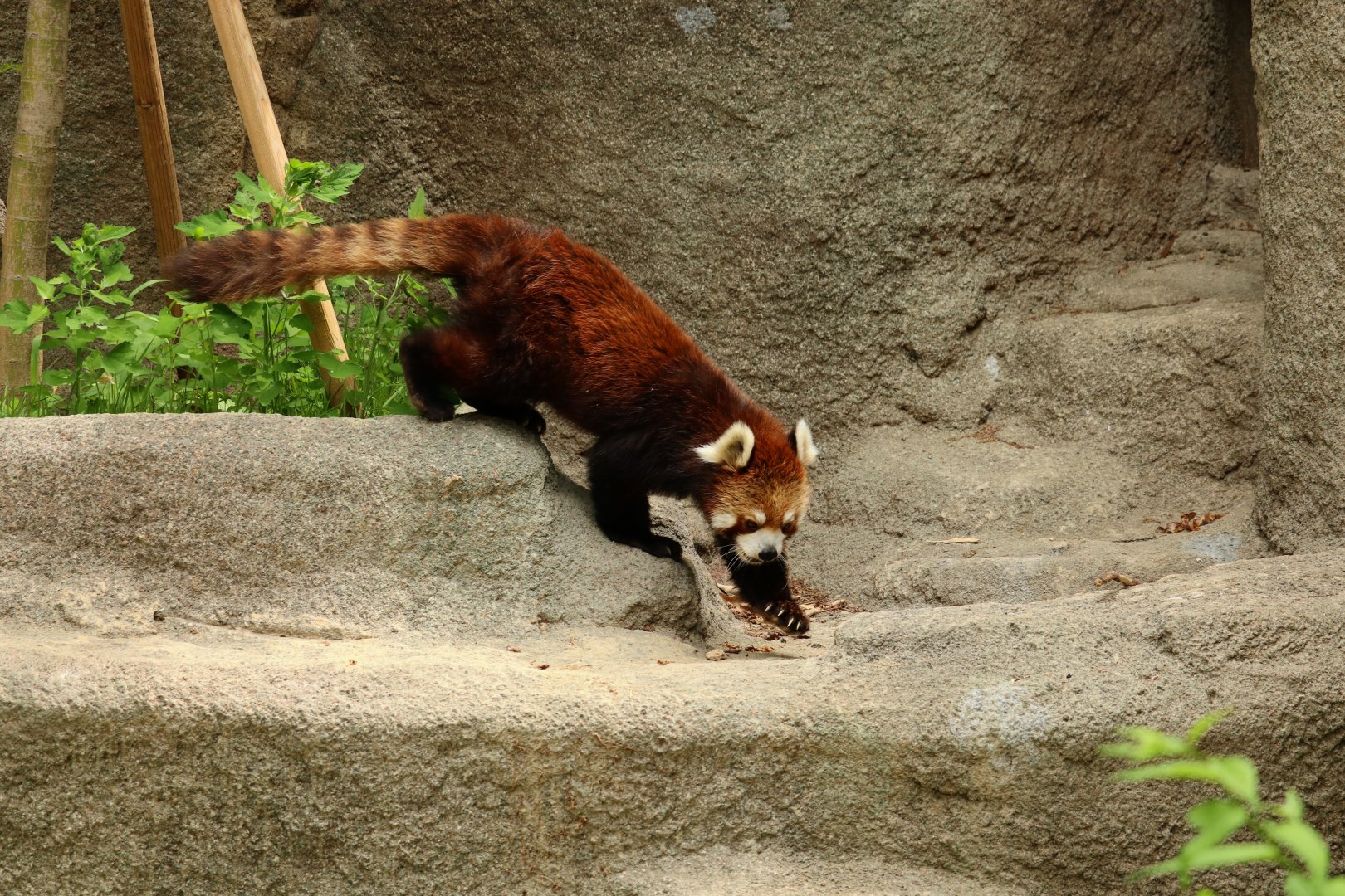 Red Panda