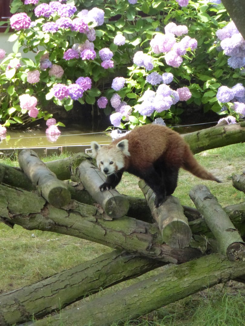 Red panda