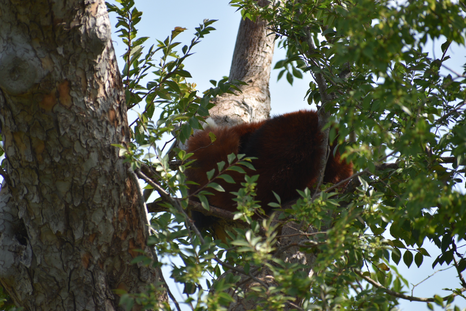 Red panda