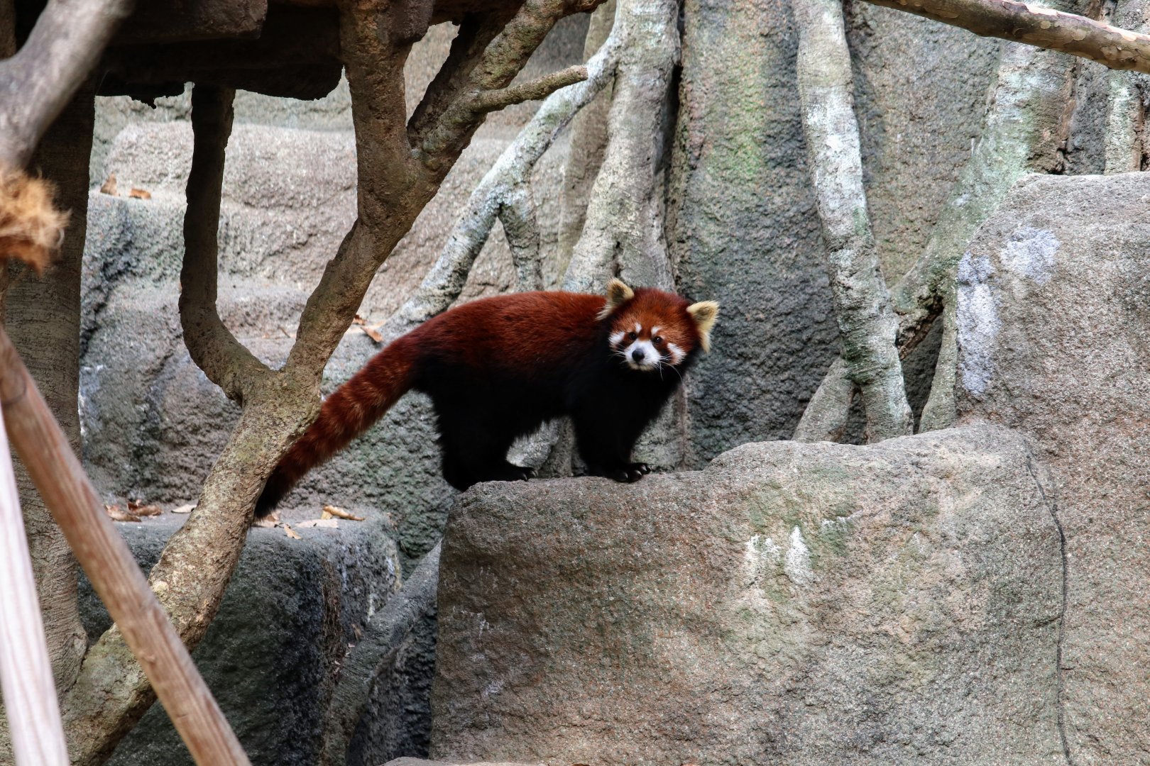 Red Panda