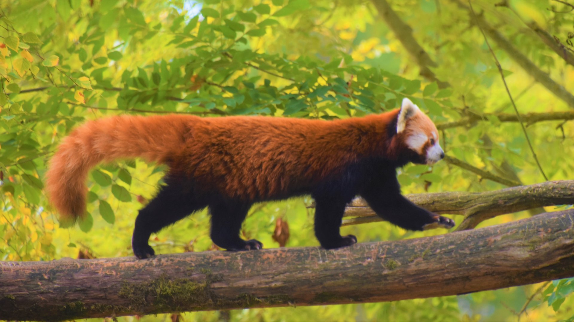 Red panda