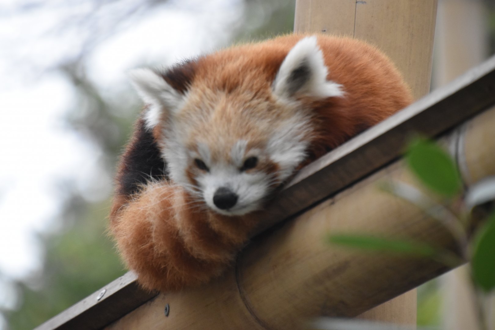 Red panda