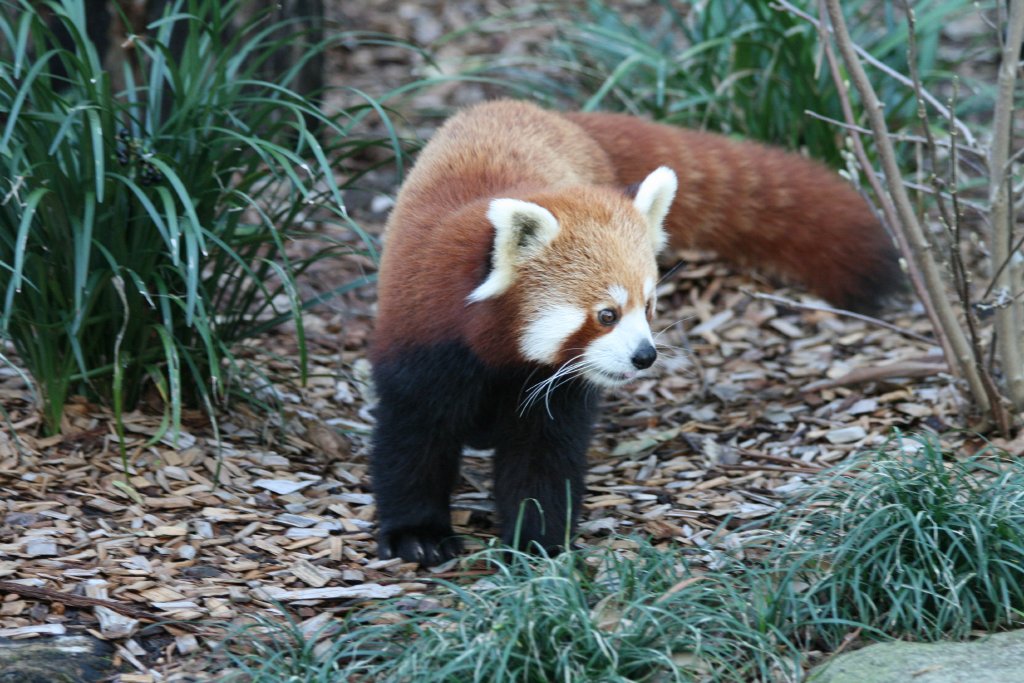 Red Panda