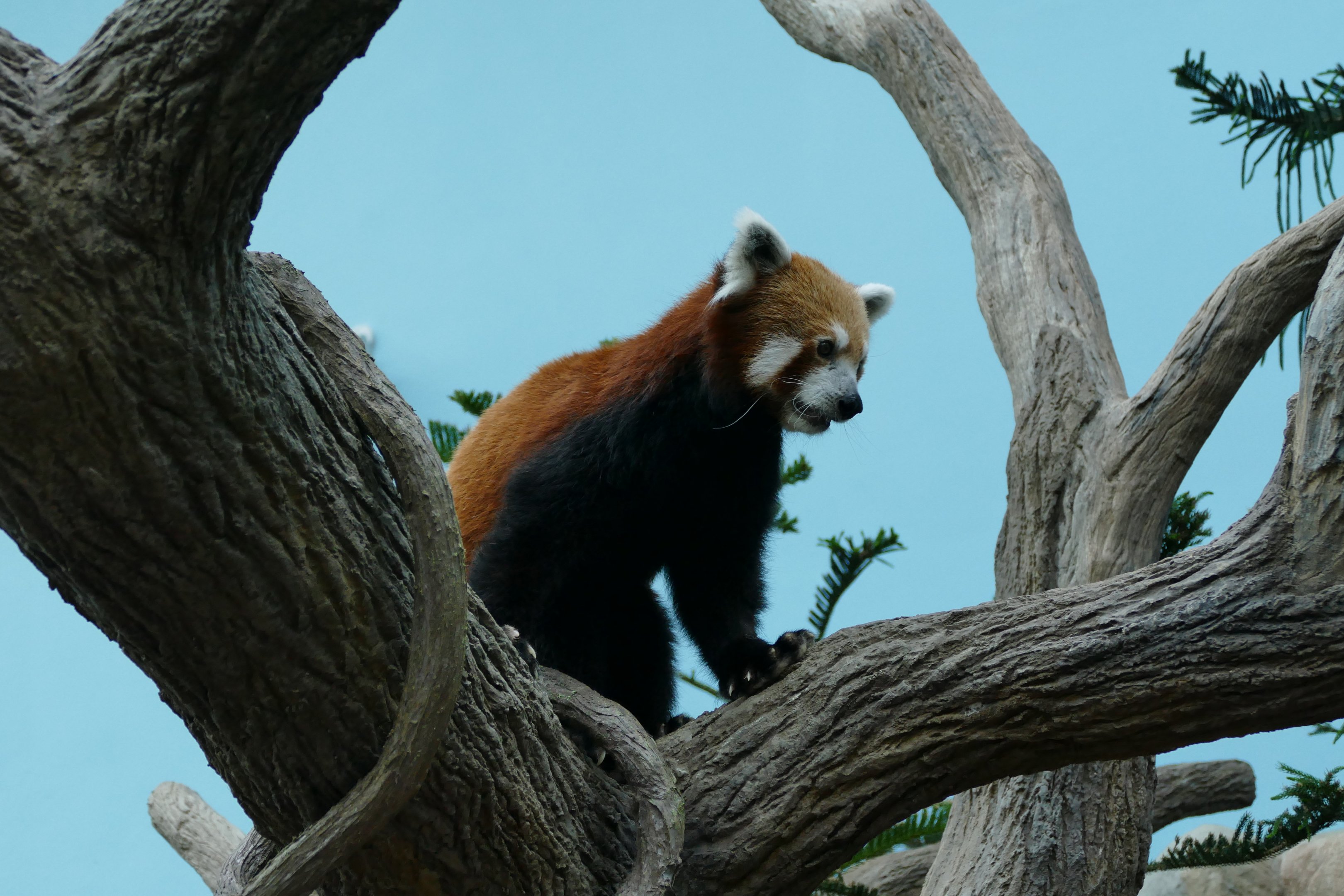 Red panda