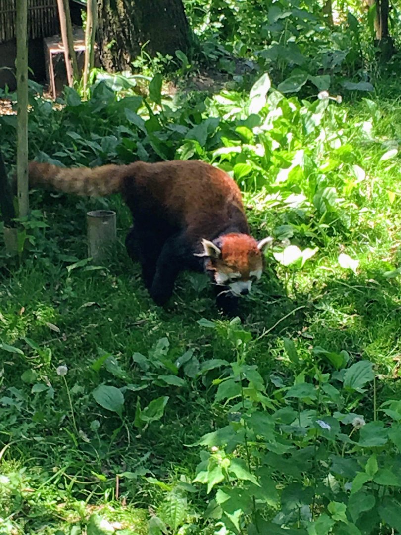 Red panda