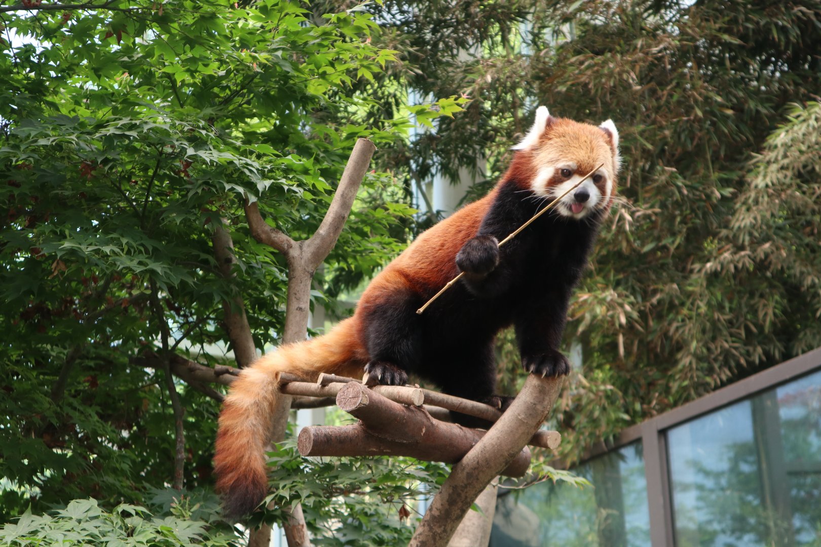 Red Panda