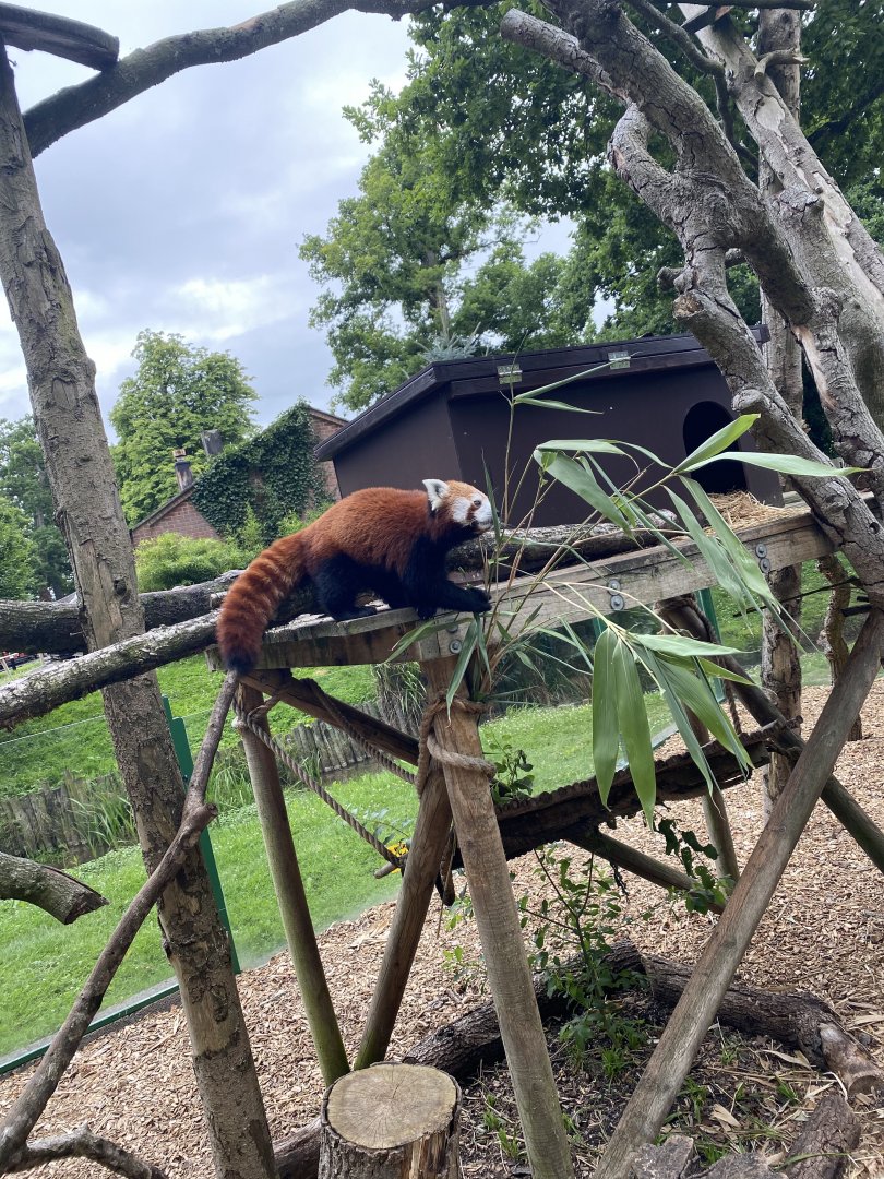Red Panda