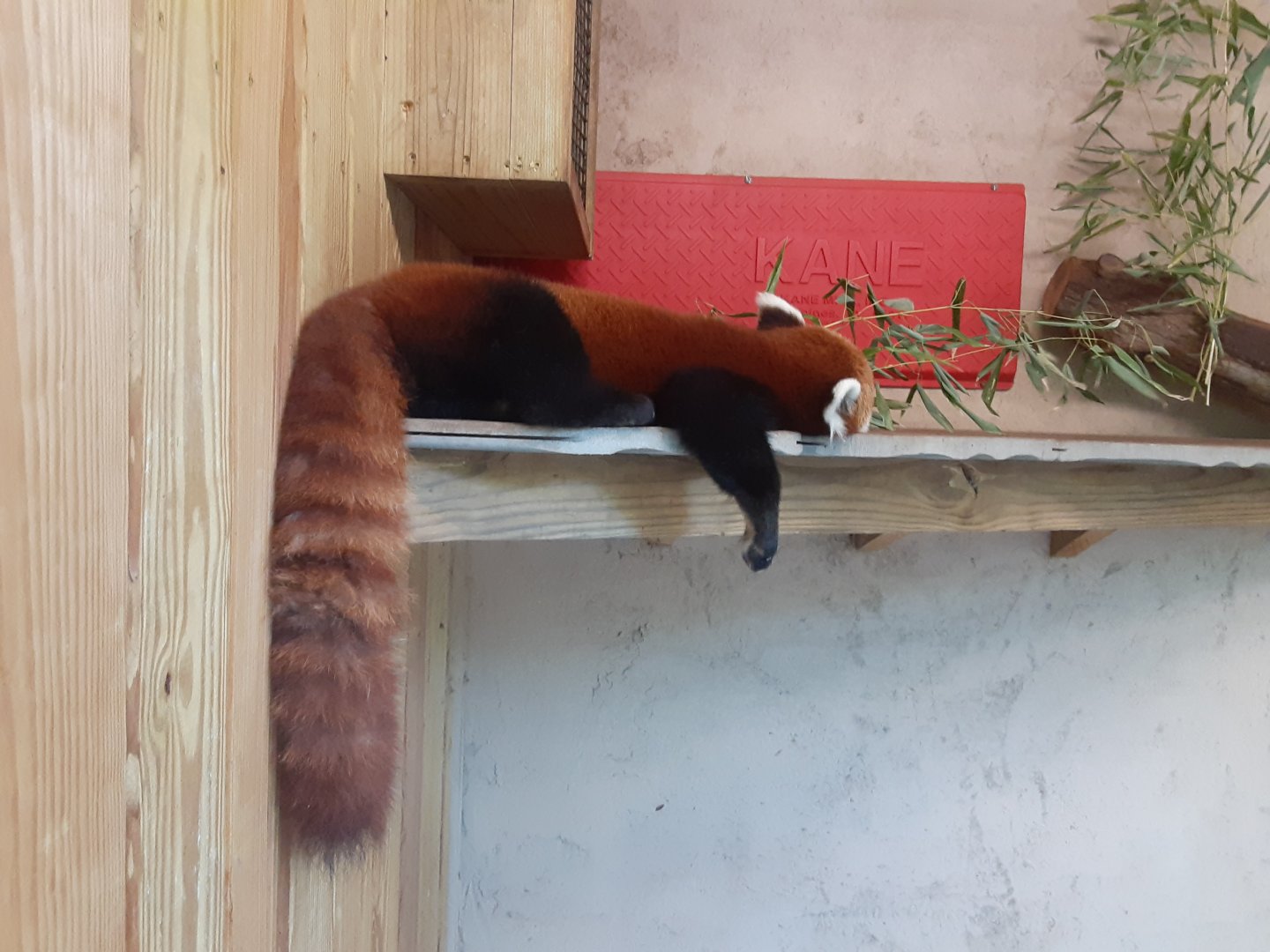 Red Panda