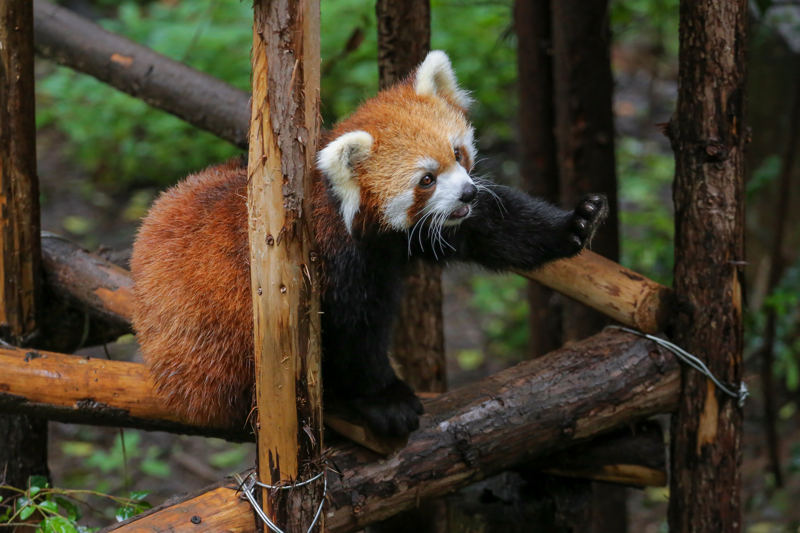 Red panda