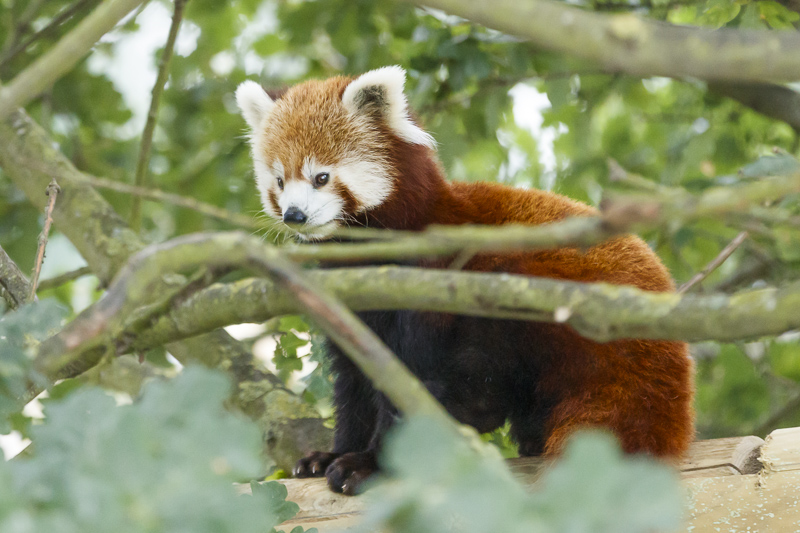 Red Panda