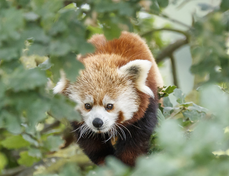 Red Panda