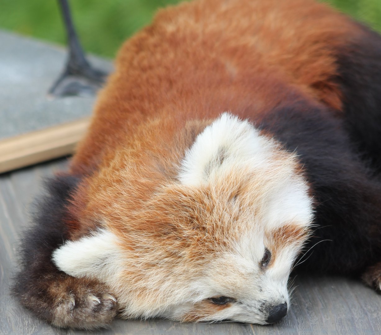 Red panda