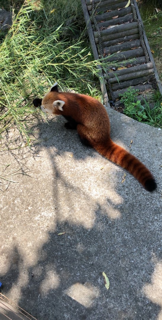 Red panda