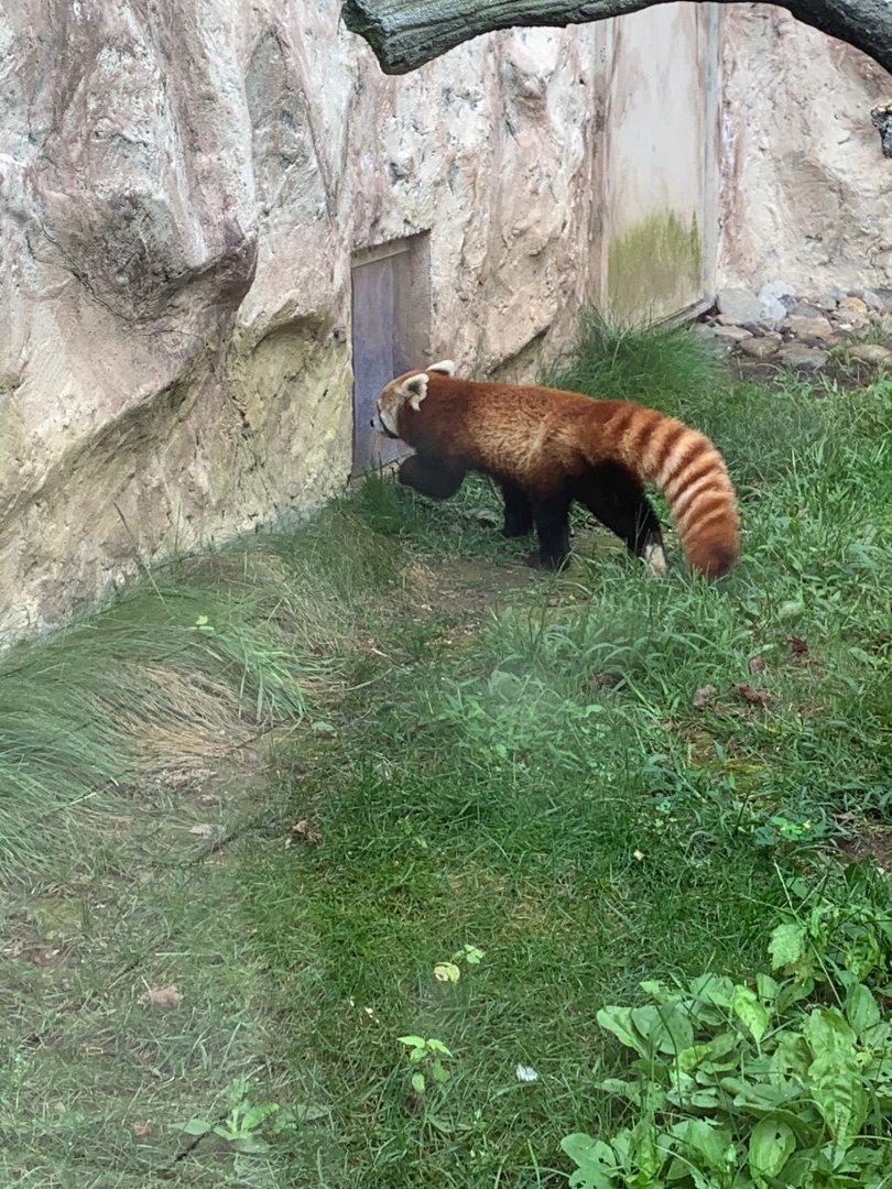 Red Panda