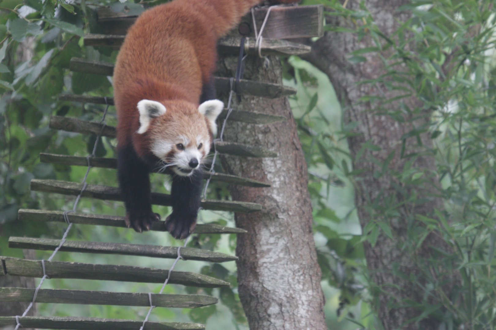 Red Panda