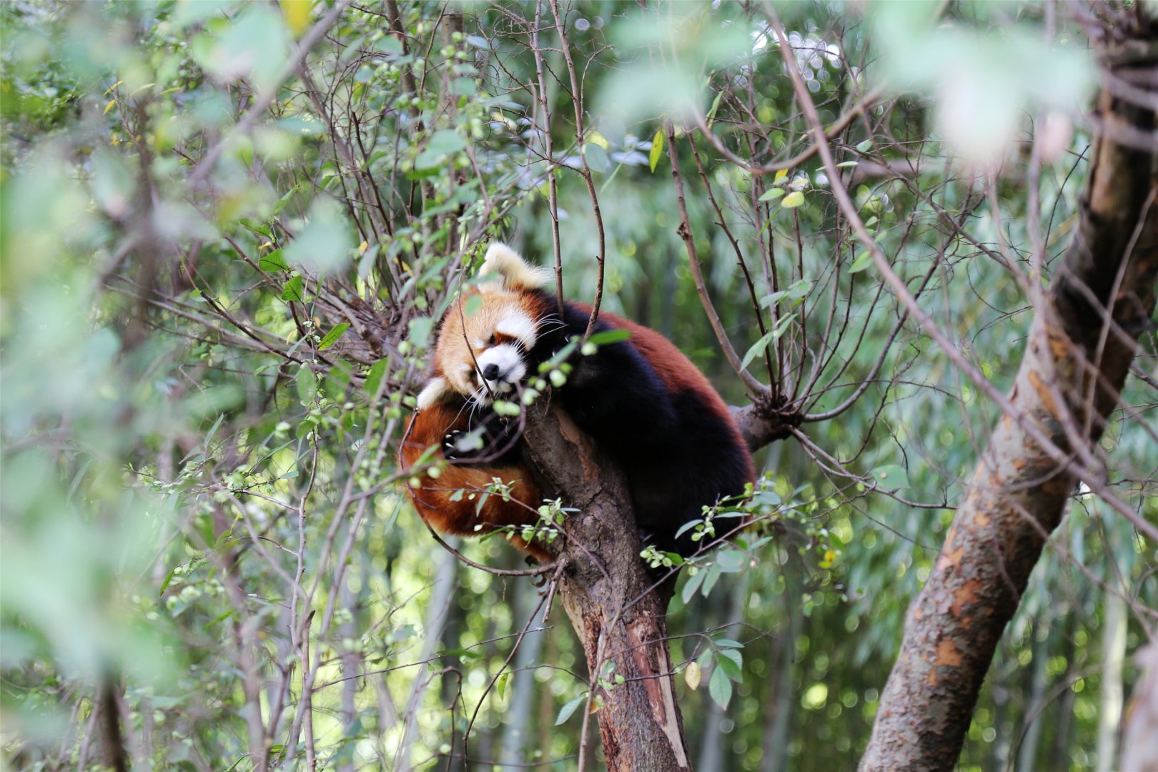 Red Panda