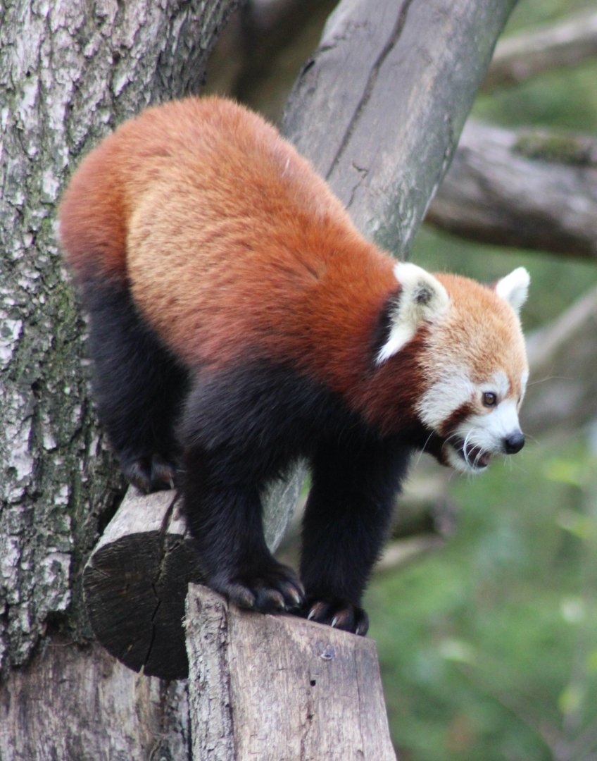 Red panda