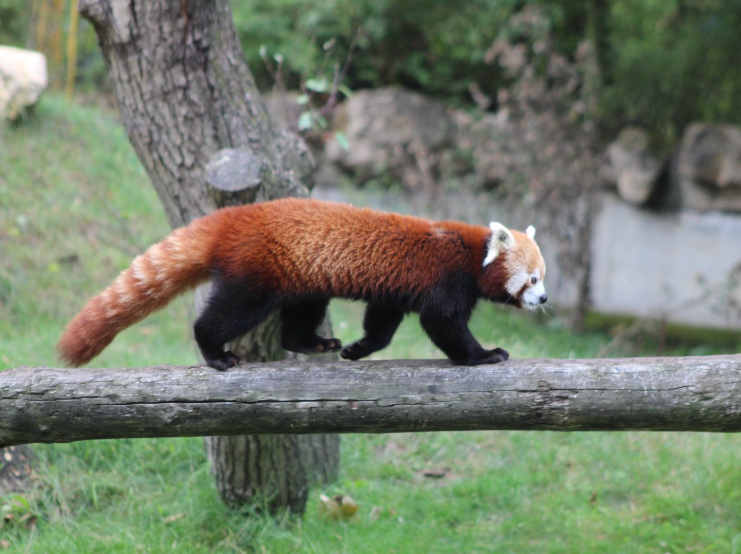 Red panda