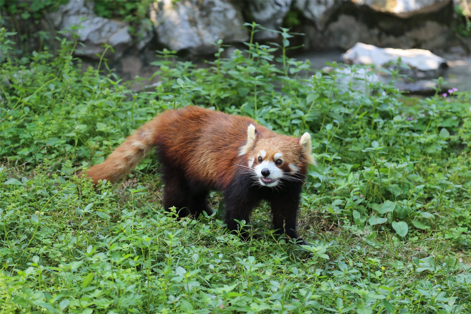 Red Panda