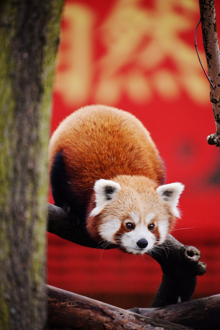 Red panda