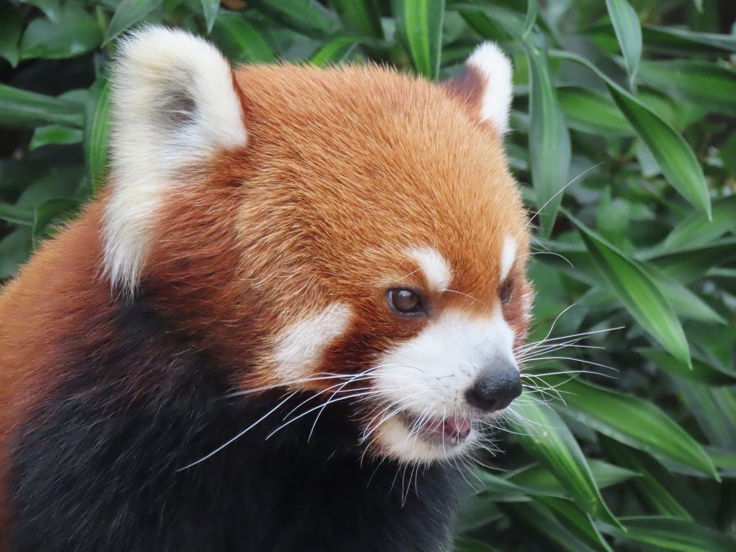 Red panda