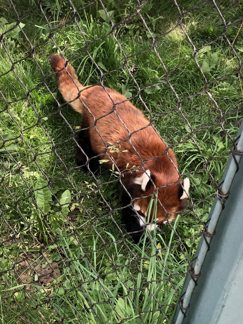 Red Panda