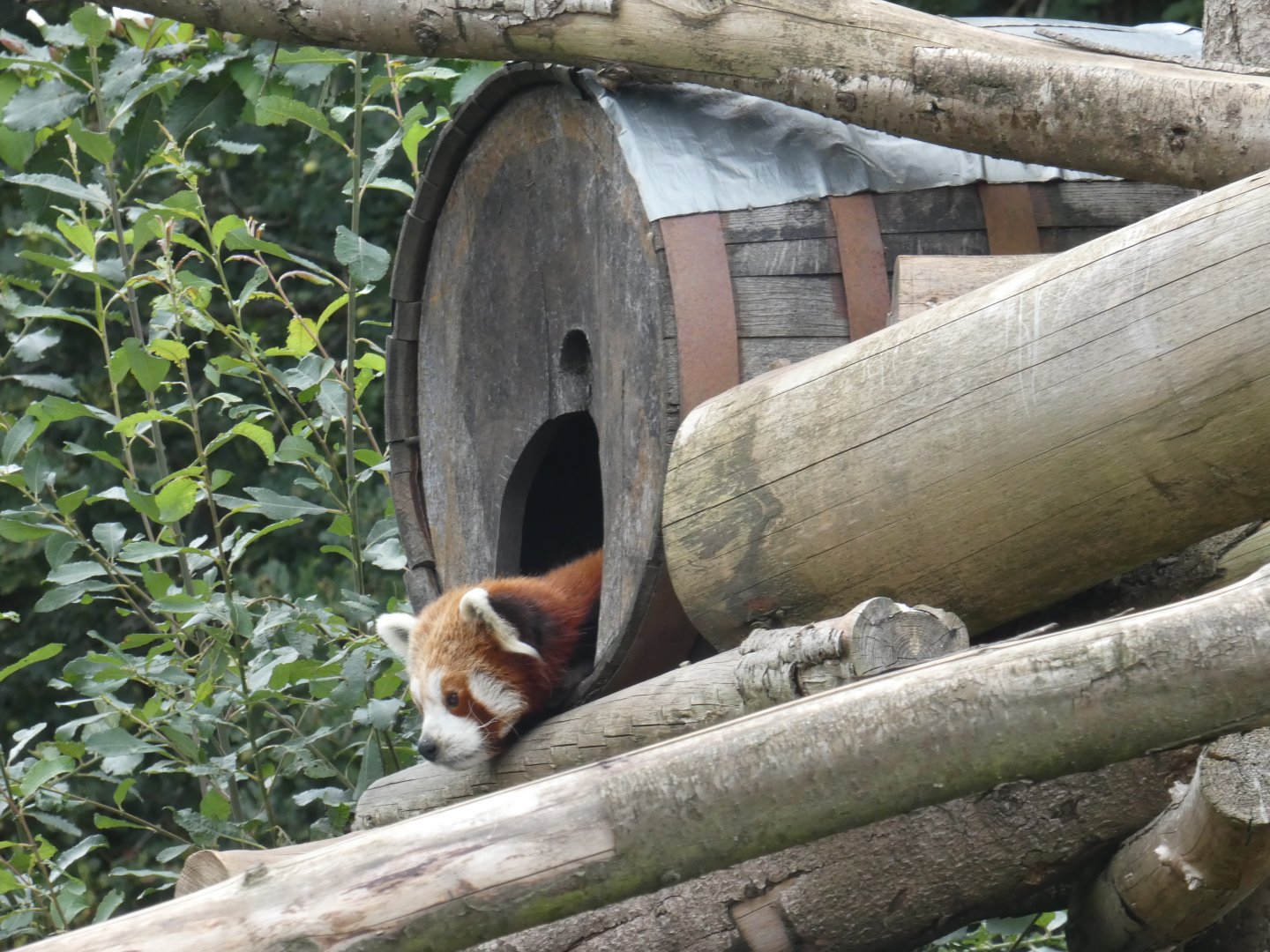 Red Panda