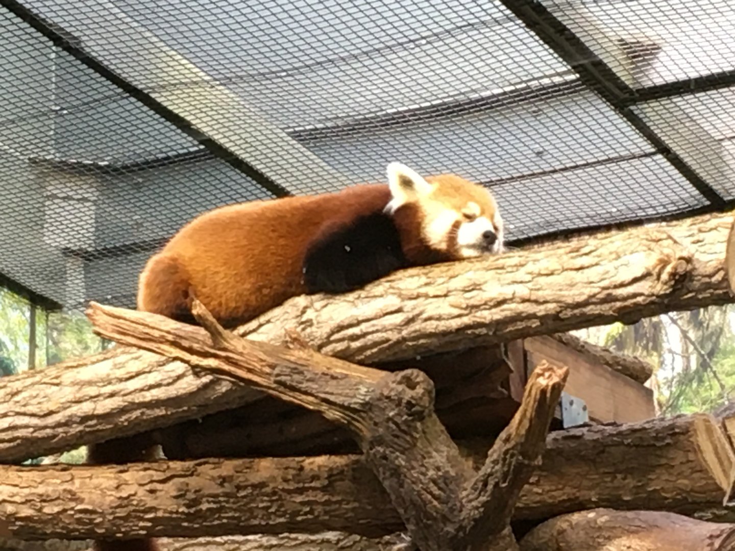Red Panda