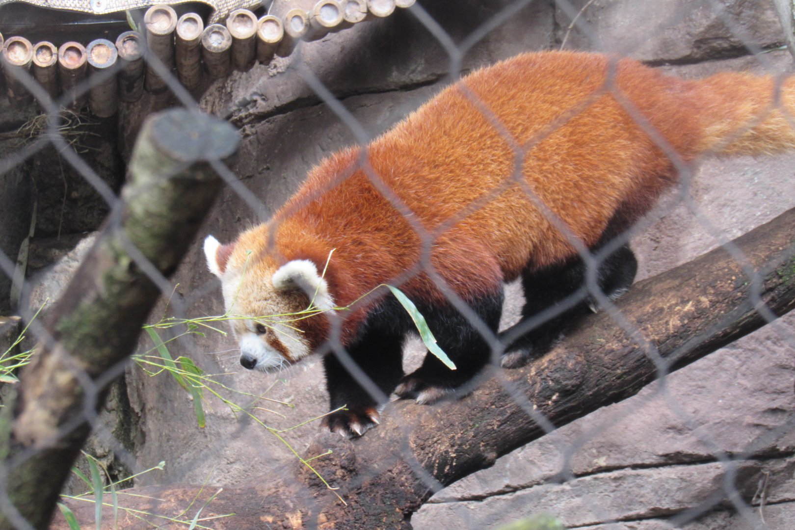 Red panda
