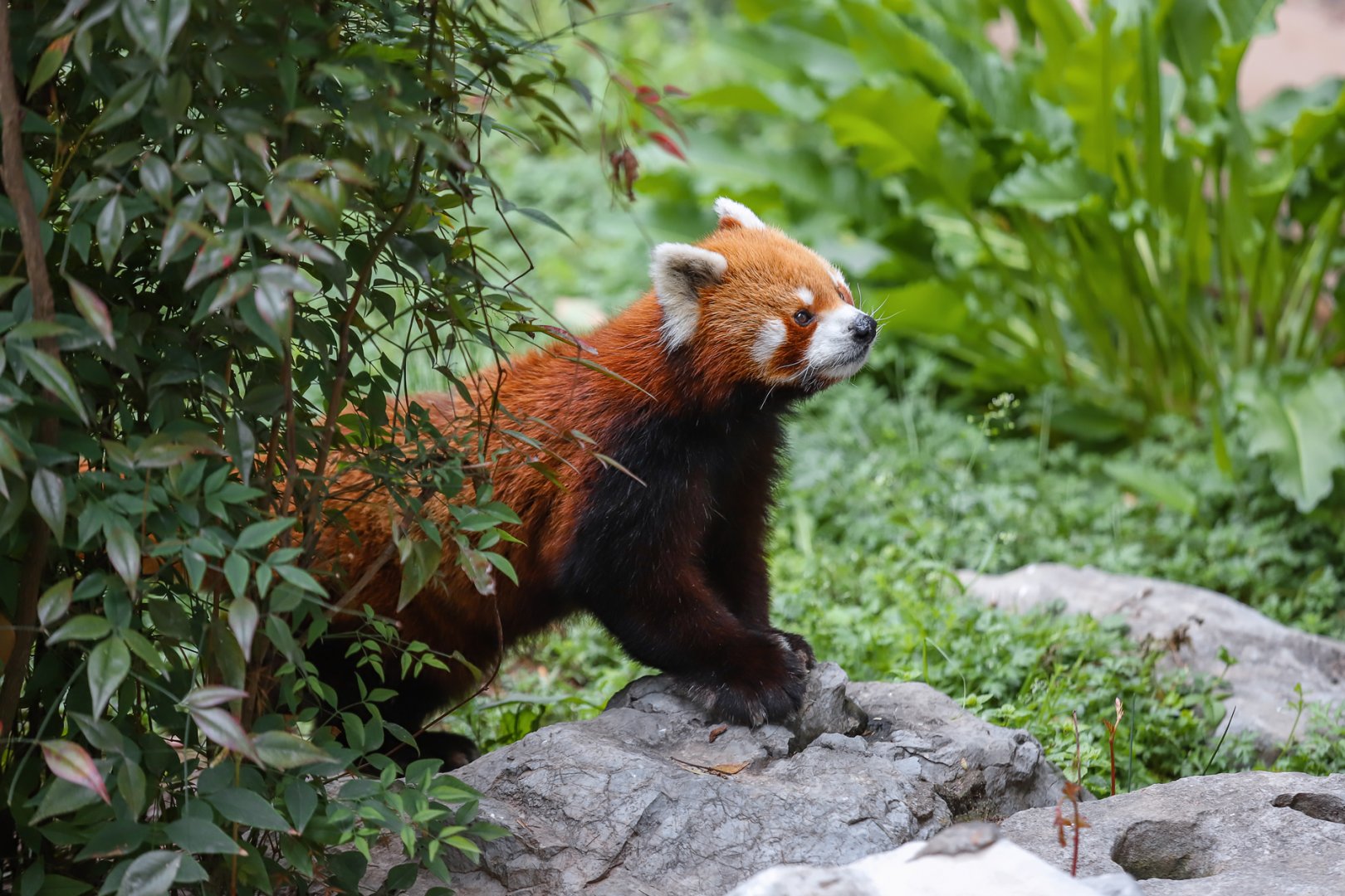 Red panda