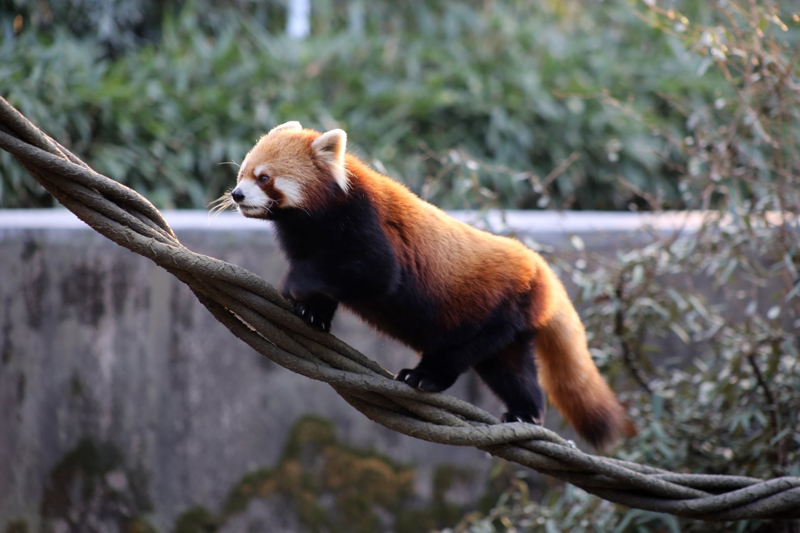 Red Panda