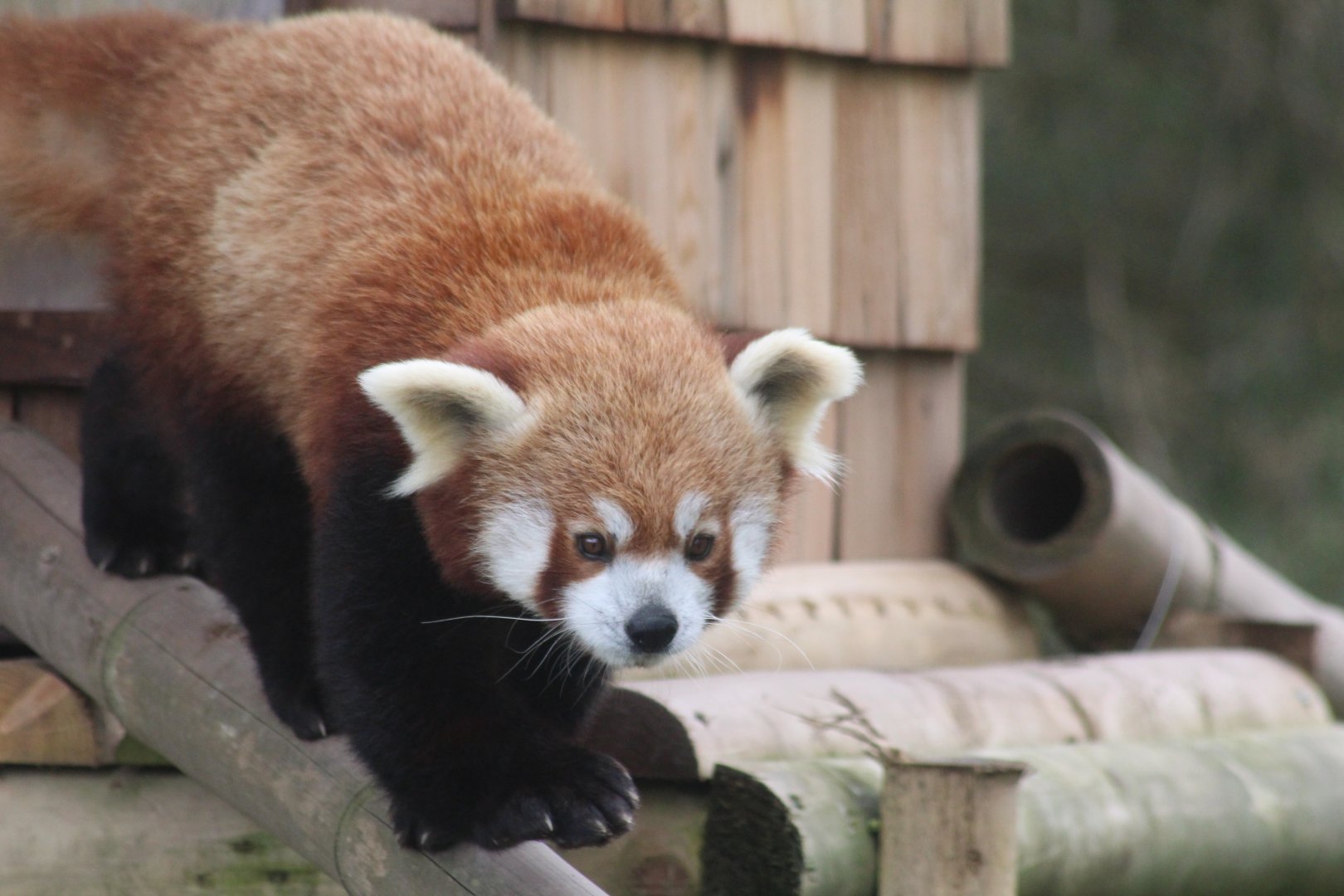 Red panda