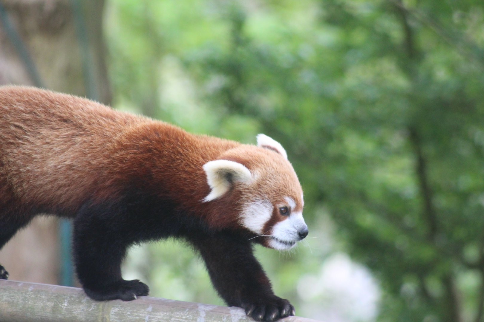 Red panda