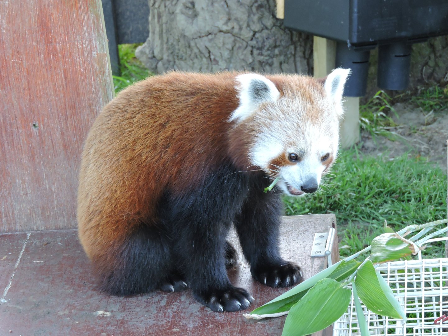 Red Panda