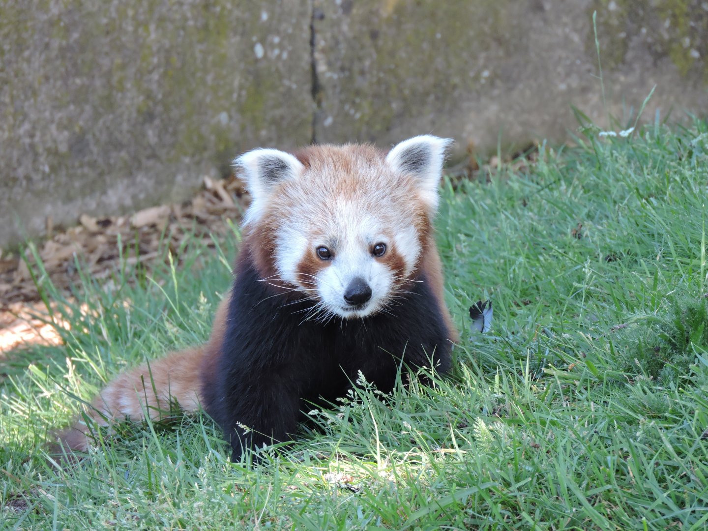 Red Panda