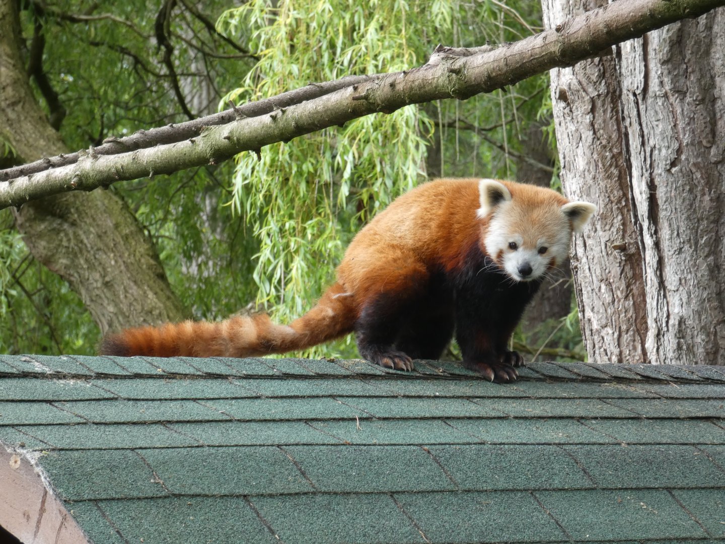 Red panda