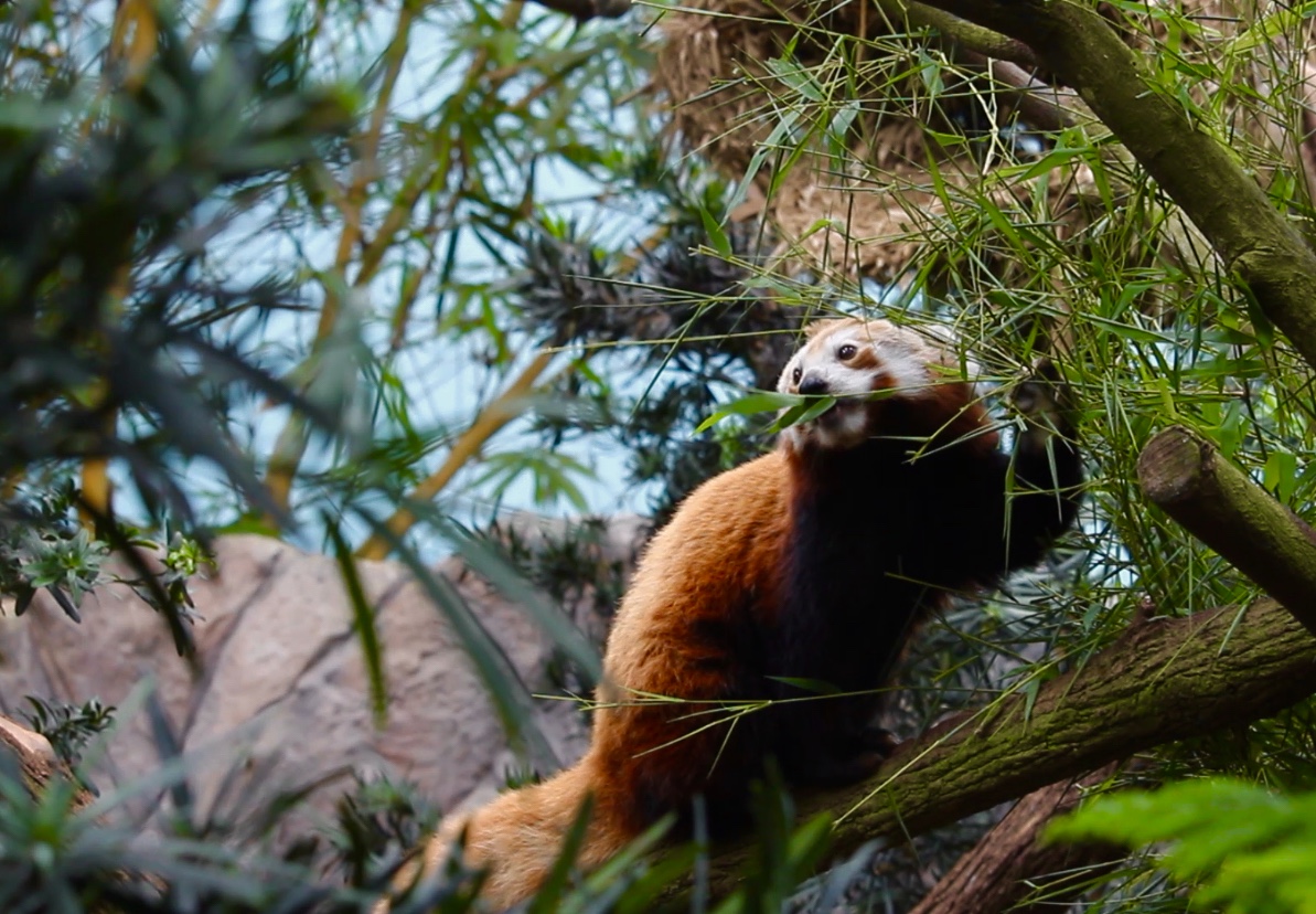 Red Panda