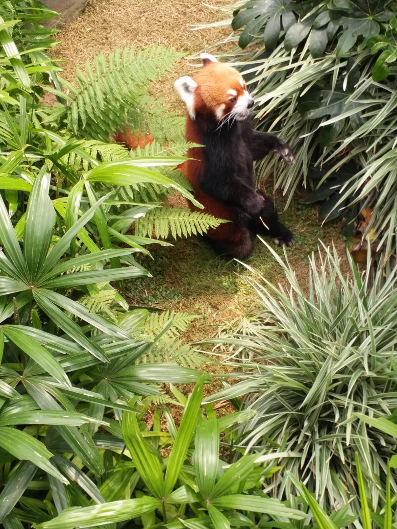 Red panda
