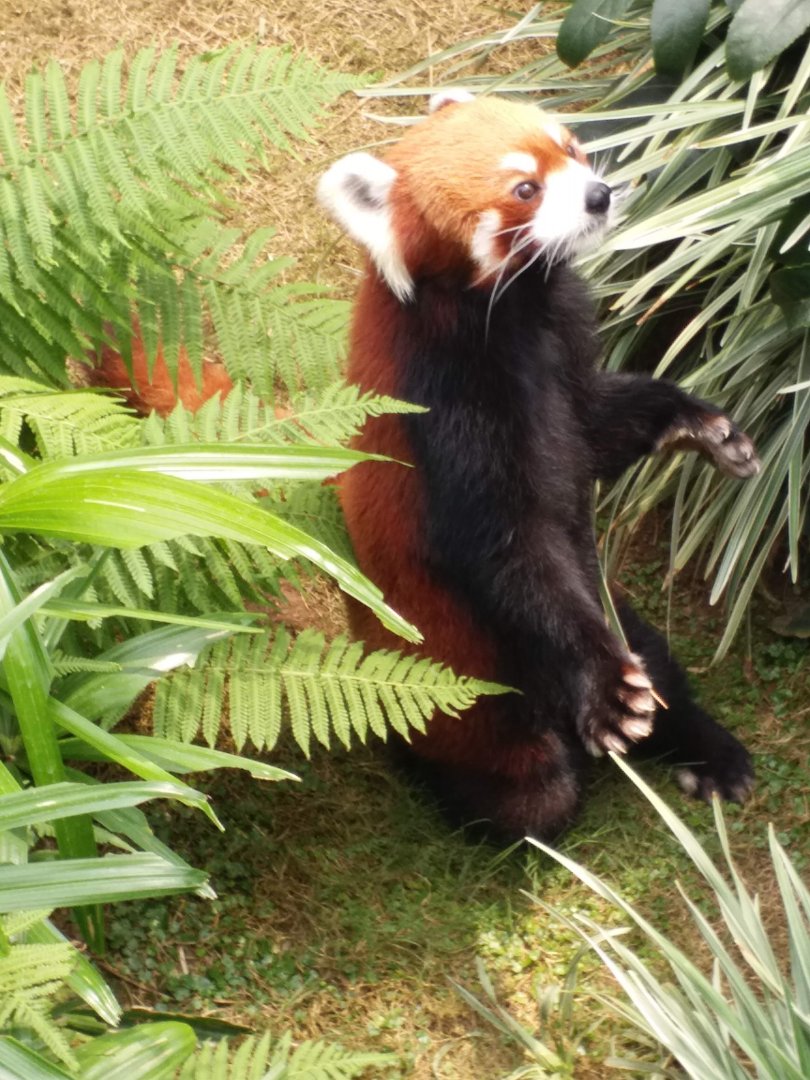 Red panda