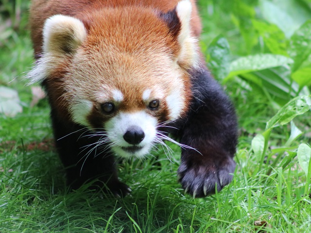 Red Panda