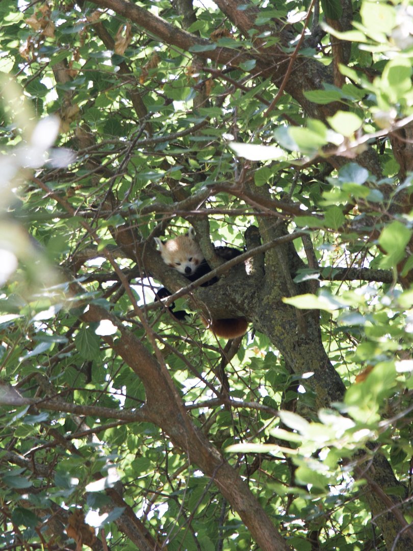 Red Panda